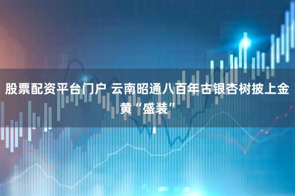 股票配资平台门户 云南昭通八百年古银杏树披上金黄“盛装”